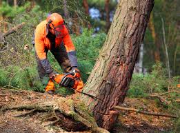 How Our Tree Care Process Works  in  Tahoe Vista, CA